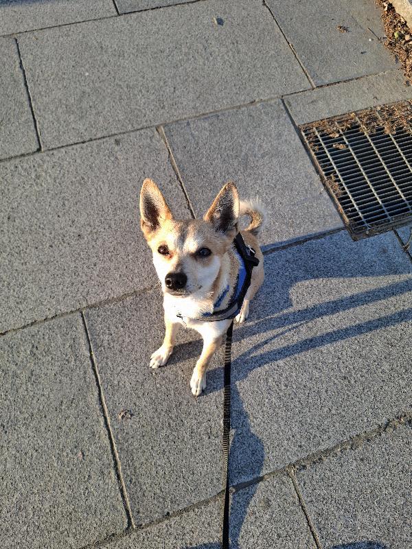 Milo, Cagnolino con carattere complicato cerca persona esperta e paziente Foto 9