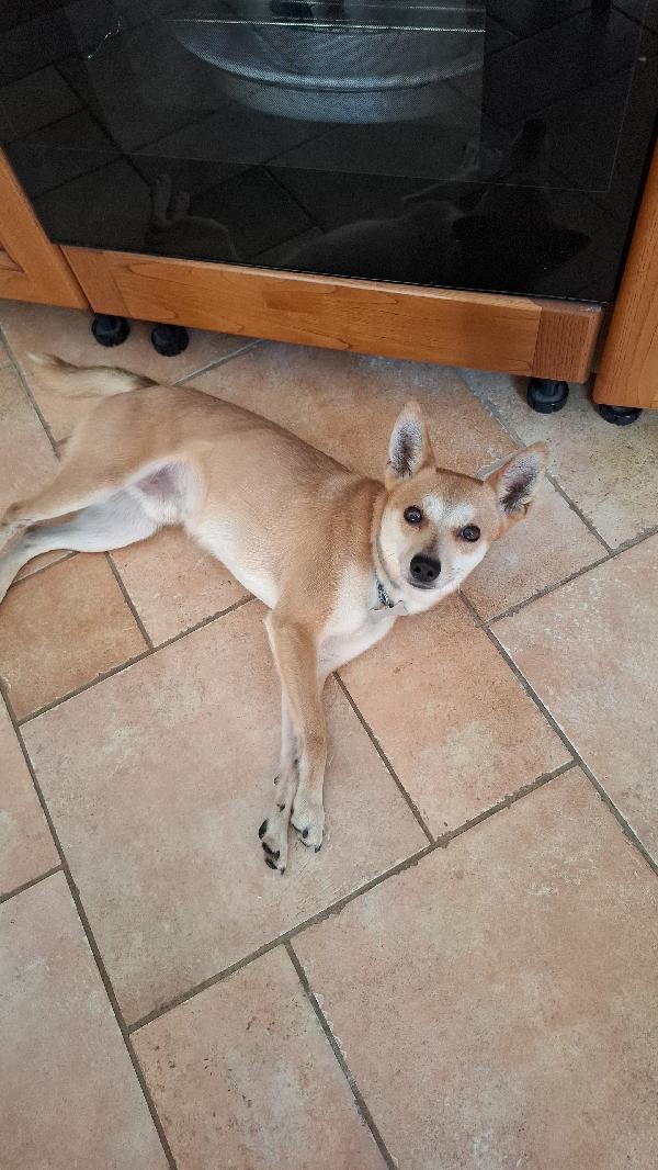 Milo, Cagnolino con carattere complicato cerca persona esperta e paziente Foto 10