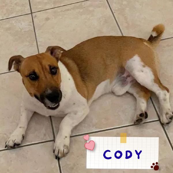 Cody Simil Jack Russell 3 Anni In Adozione - Cagnolino Taglia Piccola