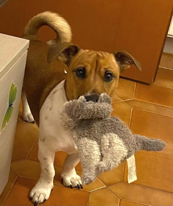 CODY simil jack russell 3 anni in adozione - cagnolino taglia piccola Foto 2