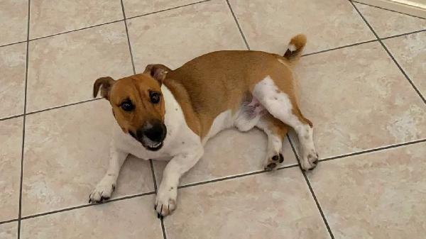 CODY simil jack russell 3 anni in adozione - cagnolino taglia piccola Foto 4
