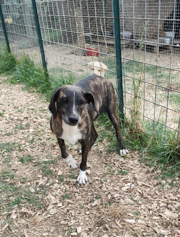 Cannella Adozione Del Super Cuore