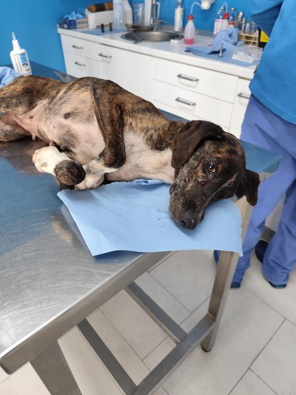 Cannella adozione del SUPER CUORE Foto 2
