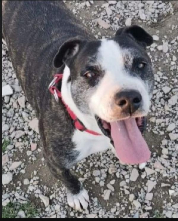 Zeus Simil Amstaff 10Anni Ancora Aspetta Casa