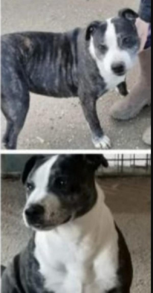 Zeus simil Amstaff 10anni ancora aspetta casa Foto 5