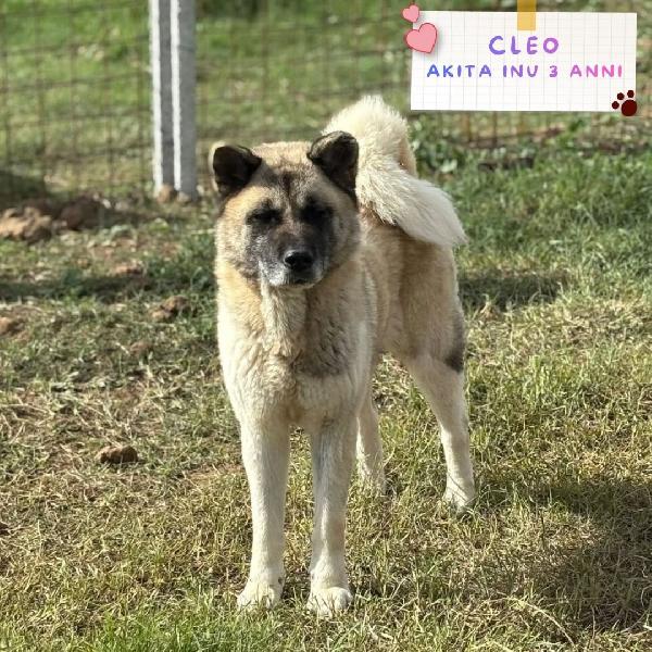 Cleo Stupenda Akita Inu Con Pedigree In Adozione A Latina
