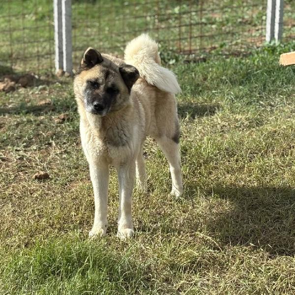 CLEO stupenda akita inu con pedigree in adozione a Latina Foto 2
