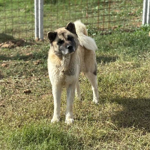CLEO stupenda akita inu con pedigree in adozione a Latina Foto 3