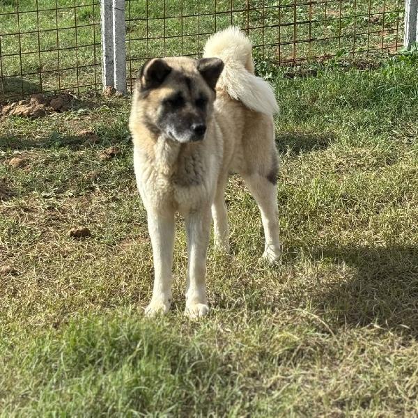 CLEO stupenda akita inu con pedigree in adozione a Latina Foto 4