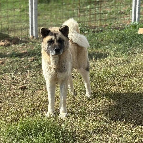 CLEO stupenda akita inu con pedigree in adozione a Latina Foto 5