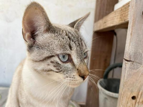 CREMINO: MICIO SIMILCERTOSINO DI 6 MESI Foto 7