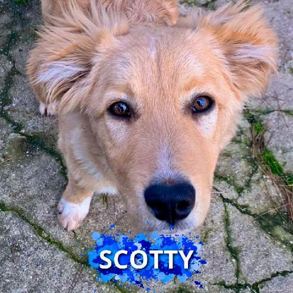 🌟 SCOTTY CERCA LA SUA FAMIGLIA PER SEMPRE 🐾 🌟 Foto 4