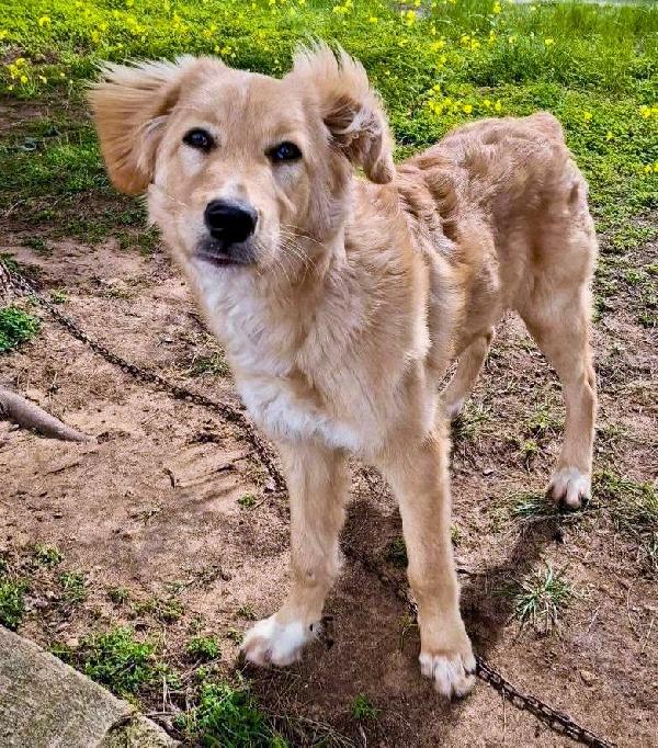 🌟 SCOTTY CERCA LA SUA FAMIGLIA PER SEMPRE 🐾 🌟 Foto 5