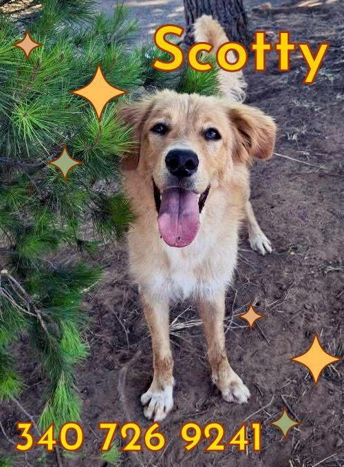 🌟 SCOTTY CERCA LA SUA FAMIGLIA PER SEMPRE 🐾 🌟 Foto 6