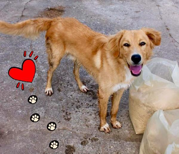 🌟 SCOTTY CERCA LA SUA FAMIGLIA PER SEMPRE 🐾 🌟 Foto 7