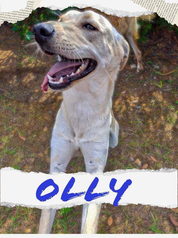❤ OLLY Foto 6