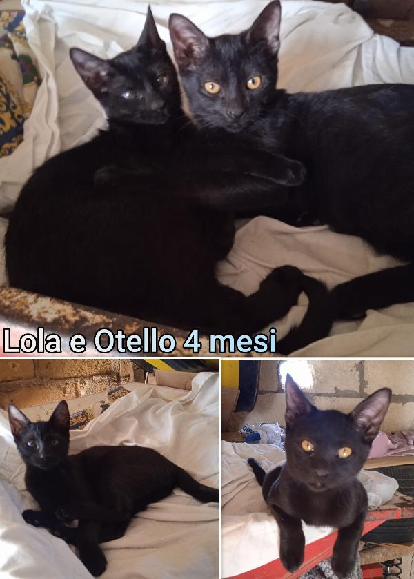 Chiamate X Salvare Un Micio