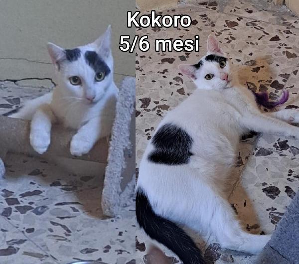 Chiamate x salvare un micio Foto 5