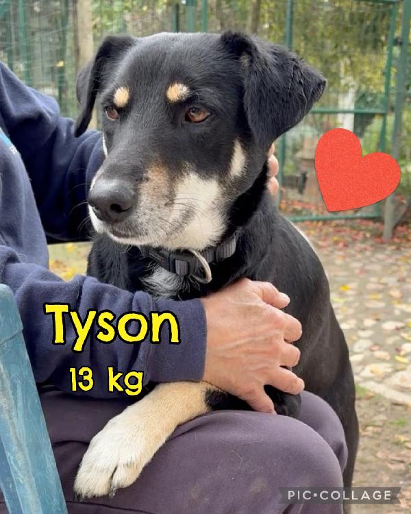 Tyson Cerca