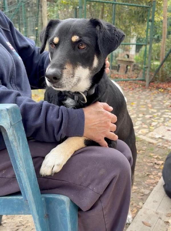 TYSON cerca Foto 4
