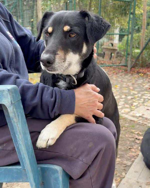 TYSON cerca Foto 6