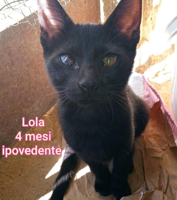 GATTINI ABBANDONATI! EMERGENZA  Foto 2