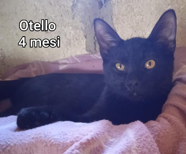 GATTINI ABBANDONATI! EMERGENZA  Foto 6