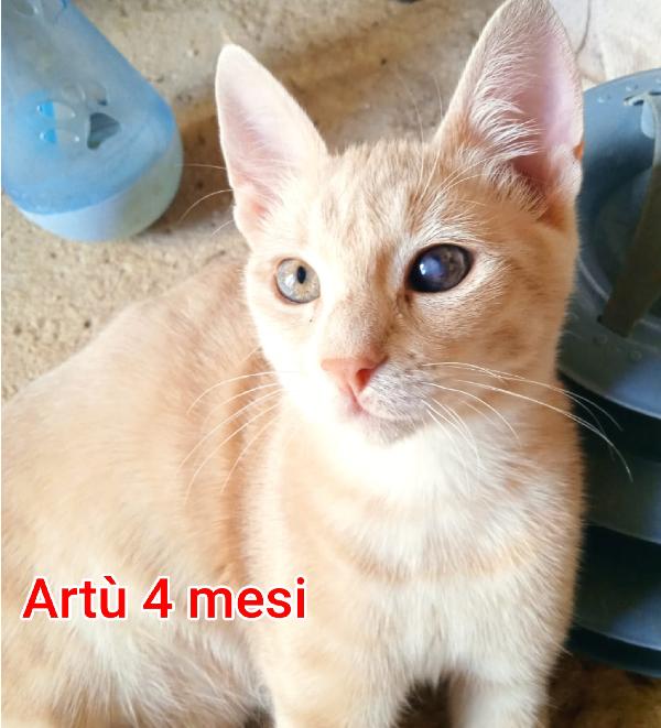 GATTINI ABBANDONATI! EMERGENZA  Foto 8