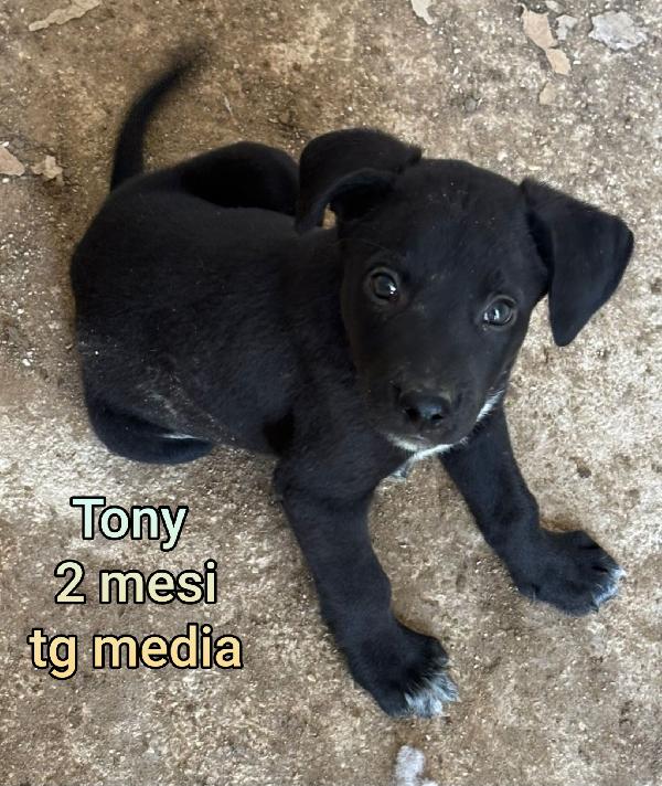 CUCCIOLI ABBANDONATI. 2 mesi  Foto 7