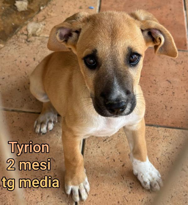 CUCCIOLI ABBANDONATI. 2 mesi  Foto 8