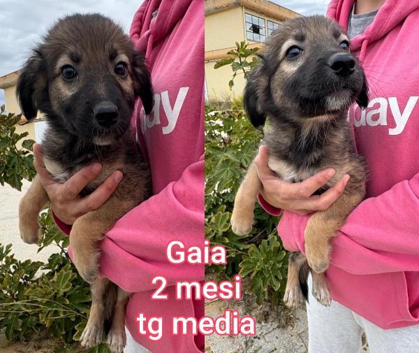 2 Mesi: Adozioni Cuccioli 