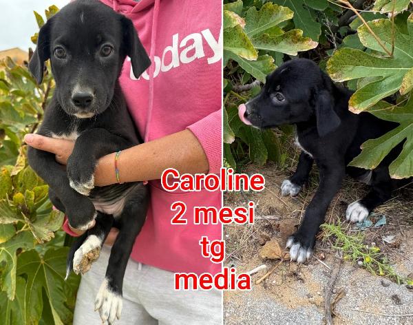 2 MESI: ADOZIONI CUCCIOLI  Foto 2