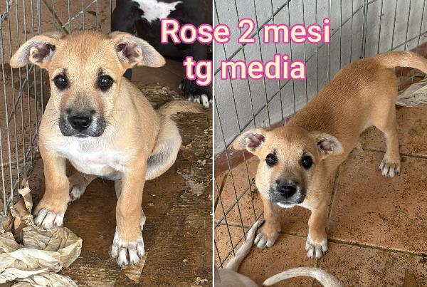 2 MESI: ADOZIONI CUCCIOLI  Foto 3