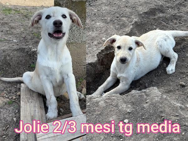2 MESI: ADOZIONI CUCCIOLI  Foto 4
