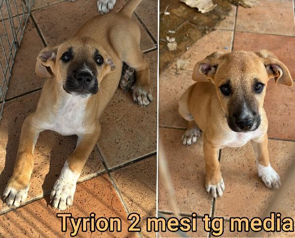 2 MESI: ADOZIONI CUCCIOLI  Foto 5