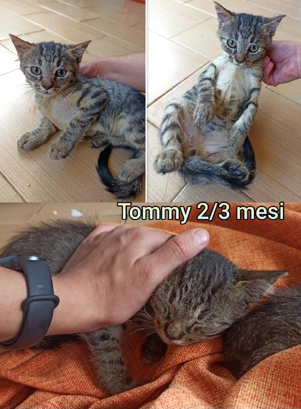 TELEFONA X UN MICETTO Foto 5