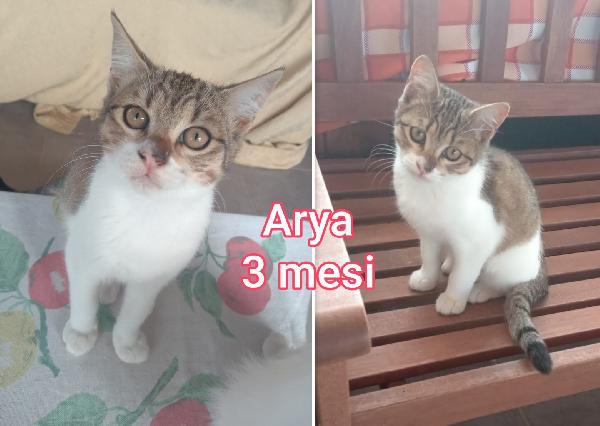 TELEFONA X UN MICETTO Foto 6