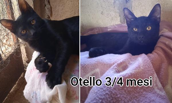 TELEFONA X UN MICETTO Foto 10