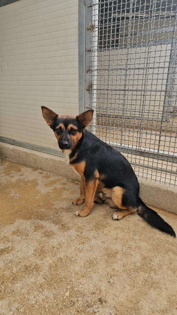 Lucio: cucciolotto taglia piccola timido dolce  Foto 4