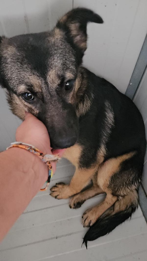 Clotilde: cucciolotta taglia piccola timida e dolce  Foto 6