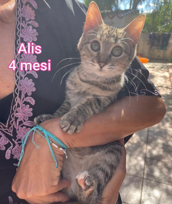 Adotta Un Gattino Abbandonato
