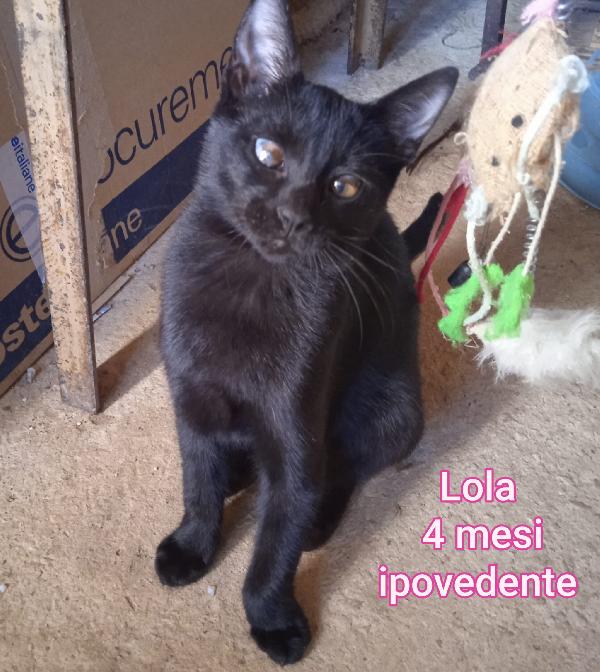 Adotta un gattino abbandonato Foto 2