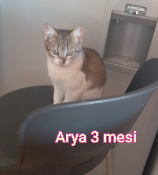 Adotta un gattino abbandonato Foto 3