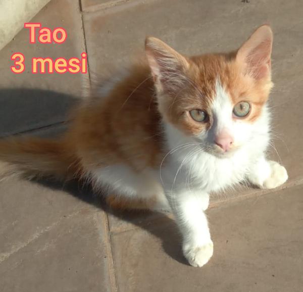 Adotta un gattino abbandonato Foto 5