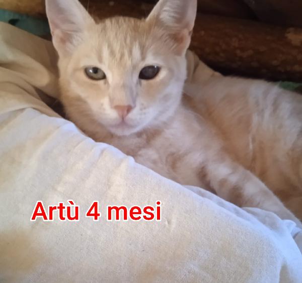 Adotta un gattino abbandonato Foto 7