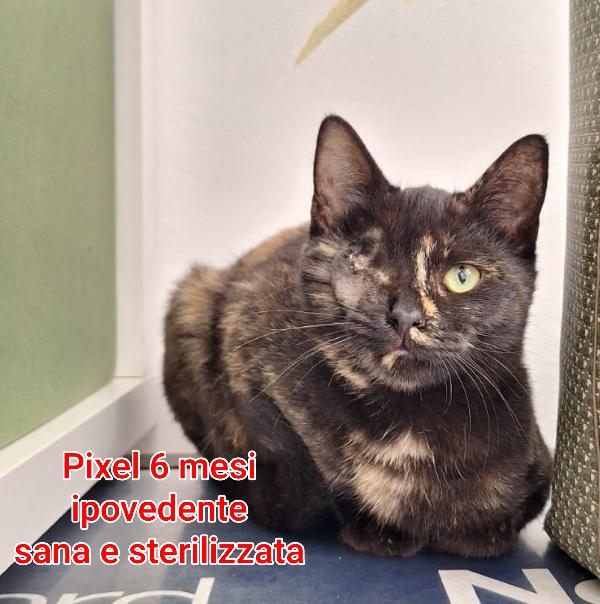 Adotta un gattino abbandonato Foto 8