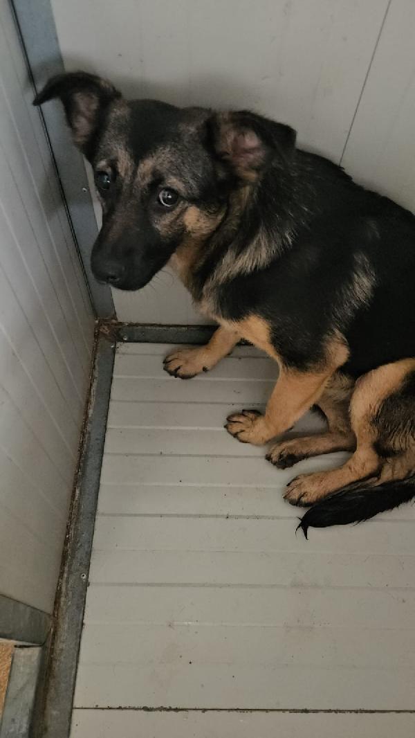 Clotilde: cucciolotta taglia piccola timida e dolce  Foto 7