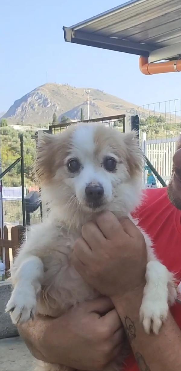 Nanà 💗 taglia piccola  Foto 5