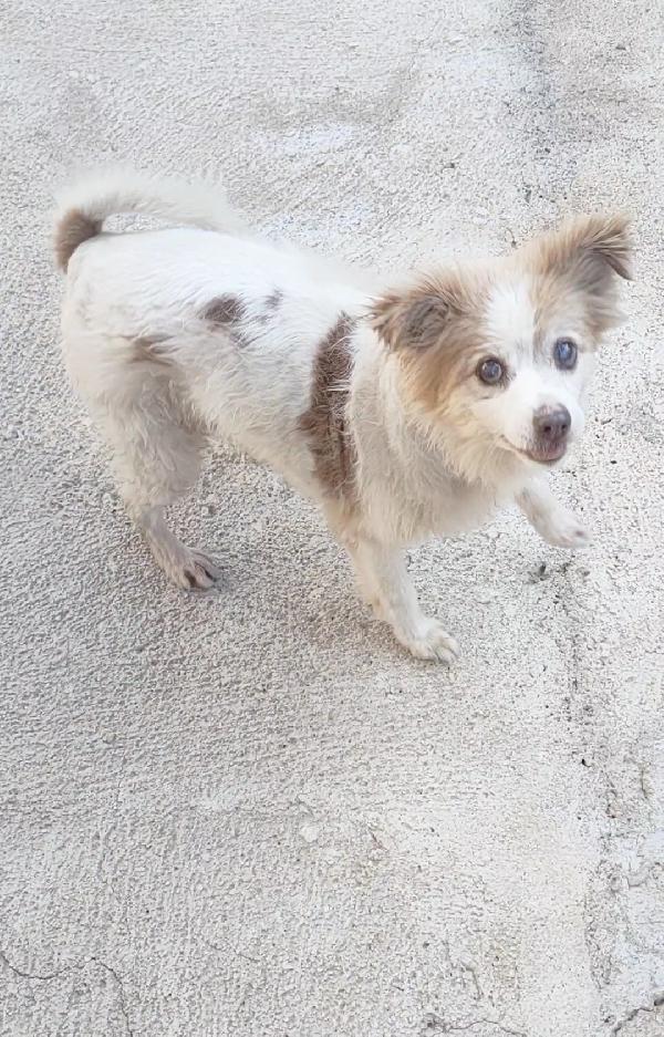 Nanà 💗 taglia piccola  Foto 6