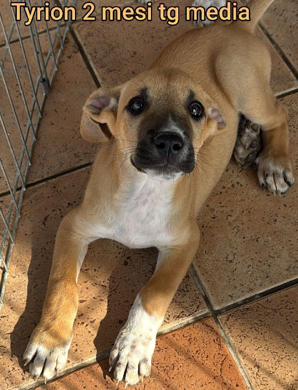 EMERGENZA CUCCIOLI IN RIFUGIO  Foto 2